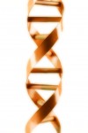 DNA Double Helix